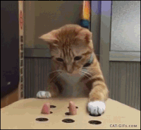 IMG_4104.GIF