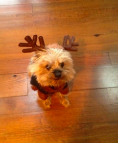 Screen Shot 2016-12-19 at 8.57.13 PM.png