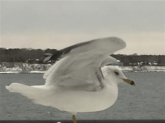 screen-shot-2017-01-07-at-8-07-46-am