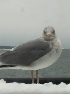 screen-shot-2017-01-07-at-8-08-12-am