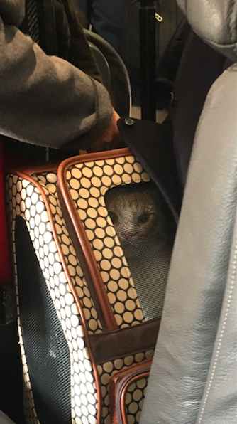 screen-shot-2017-01-07-at-8-31-50-am