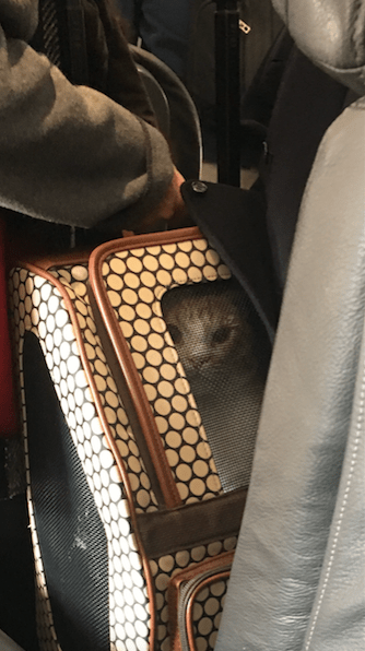 screen-shot-2017-01-07-at-8-31-50-am