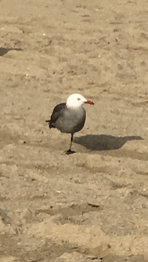 screen-shot-2017-01-09-at-10-10-25-am