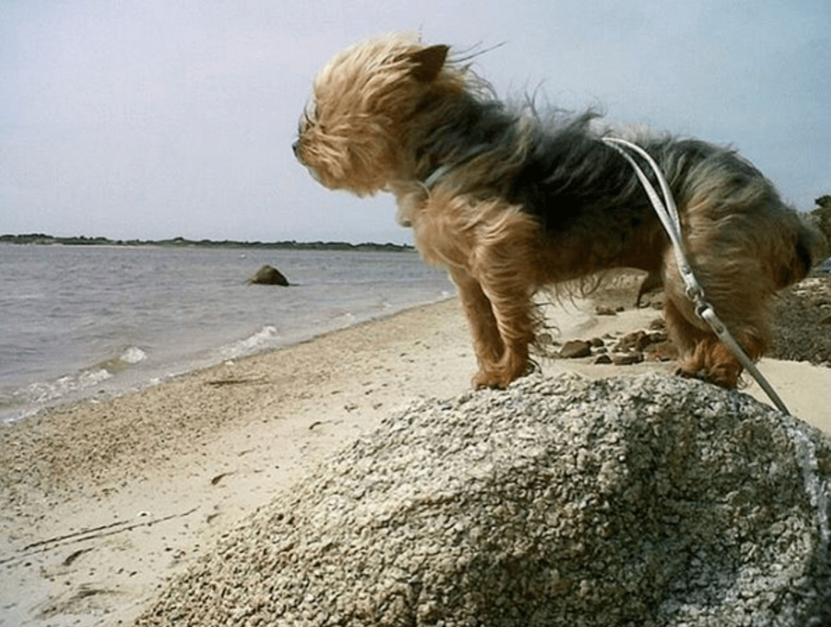 JANUARY 31–Half-Birthday, Groundhog&nbsp;Pup