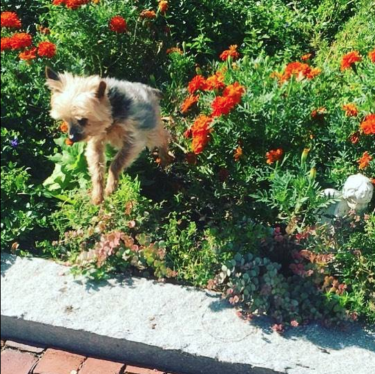 Screen Shot 2018-03-11 at 9.39.09 AM